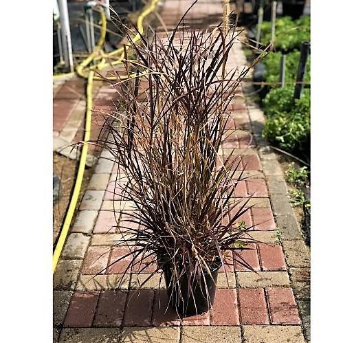 Pennisetum Rubrum, Purple Fountain Grass, African Fountain Grass, Tender Fountain Grass - www.Greenie.ae Buy online Best and Healthy Plants and quality products guarantee in Dubai Plants Shop in Dubai Abu Dhabi all over UAE Plants near me Fresh Plants in Dubai where to buy plants in UAE - Greenie.ae