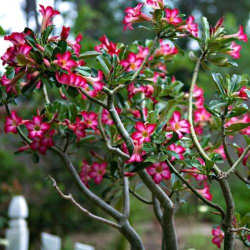Adenium Obesum, Desert Rose, وردة الصحراء - www.Greenie.ae Buy online Best and Healthy Plants and quality products guarantee in Dubai Plants Shop in Dubai Abu Dhabi all over UAE Plants near me Fresh Plants in Dubai where to buy plants in UAE - Greenie.ae
