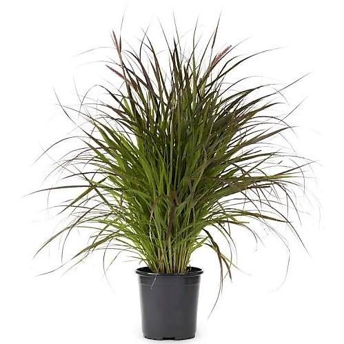 Pennisetum Rubrum, Purple Fountain Grass, African Fountain Grass, Tender Fountain Grass - www.Greenie.ae Buy online Best and Healthy Plants and quality products guarantee in Dubai Plants Shop in Dubai Abu Dhabi all over UAE Plants near me Fresh Plants in Dubai where to buy plants in UAE - Greenie.ae