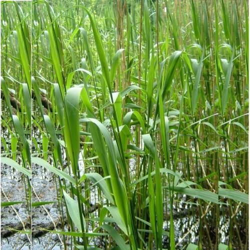 Phragmites Australis, Common Reed - www.Greenie.ae Buy online Best and Healthy Plants and quality products guarantee in Dubai Plants Shop in Dubai Abu Dhabi all over UAE Plants near me Fresh Plants in Dubai where to buy plants in UAE - Greenie.ae