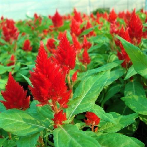 Celosia Plumosa, Silver Cock’s Comb (small) - www.Greenie.ae Buy online Best and Healthy Plants and quality products guarantee in Dubai Plants Shop in Dubai Abu Dhabi all over UAE Plants near me Fresh Plants in Dubai where to buy plants in UAE - Greenie.ae