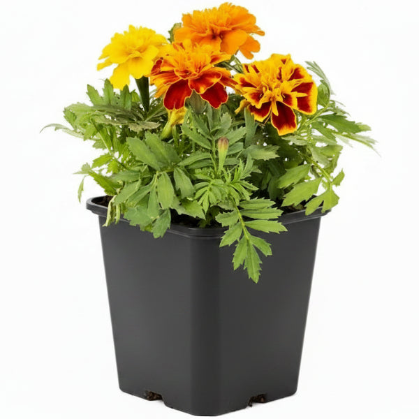 Marigold (small) - www.Greenie.ae Buy online Best and Healthy Plants and quality products guarantee in Dubai Plants Shop in Dubai Abu Dhabi all over UAE Plants near me Fresh Plants in Dubai where to buy plants in UAE - Greenie.ae
