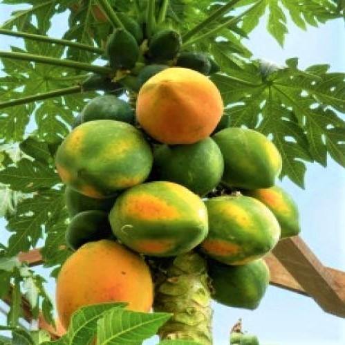 Papaya Tree, Carica Papaya, شجرة البابايا - www.Greenie.ae Buy online Best and Healthy Plants and quality products guarantee in Dubai Plants Shop in Dubai Abu Dhabi all over UAE Plants near me Fresh Plants in Dubai where to buy plants in UAE - Greenie.ae