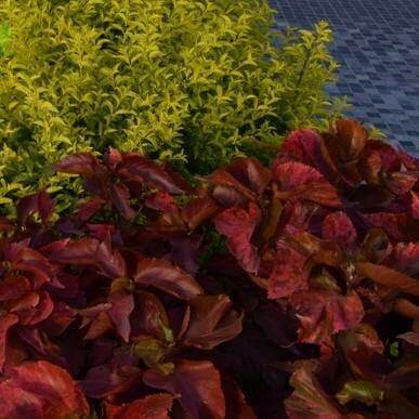 Acalypha wilkesiana, Tri Color - www.Greenie.ae Buy online Best and Healthy Plants and quality products guarantee in Dubai Plants Shop in Dubai Abu Dhabi all over UAE Plants near me Fresh Plants in Dubai where to buy plants in UAE - Greenie.ae
