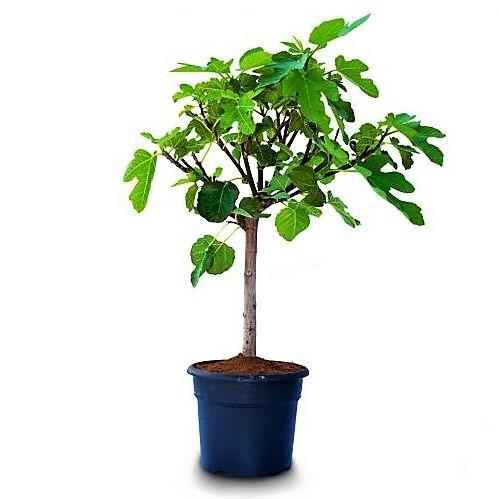 Fig Tree, Ficus Carica - www.Greenie.ae Buy online Best and Healthy Plants and quality products guarantee in Dubai Plants Shop in Dubai Abu Dhabi all over UAE Plants near me Fresh Plants in Dubai where to buy plants in UAE - Greenie.ae