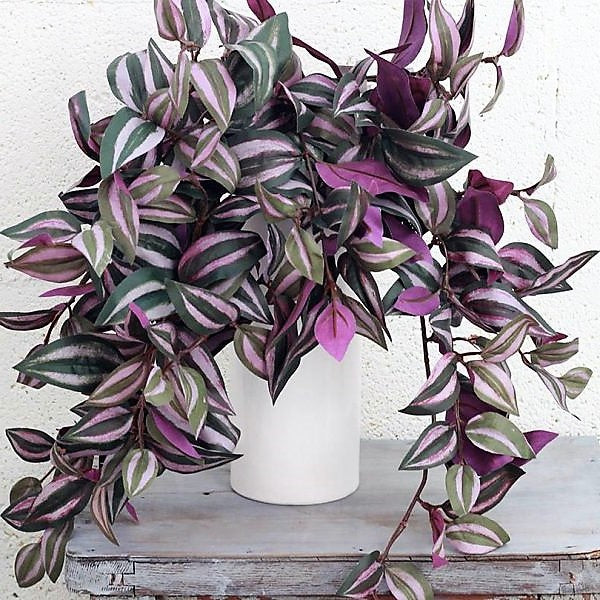 Tradescantia zebrina , Wandering Jew - www.Greenie.ae Buy online Best and Healthy Plants and quality products guarantee in Dubai Plants Shop in Dubai Abu Dhabi all over UAE Plants near me Fresh Plants in Dubai where to buy plants in UAE - Greenie.ae