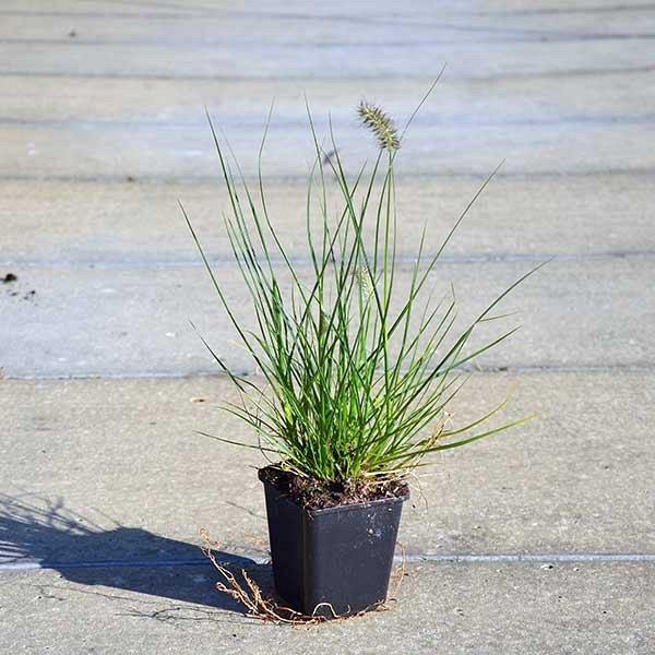 Pennisetum alopecuroides, Chinese fountain grass - www.Greenie.ae Buy online Best and Healthy Plants and quality products guarantee in Dubai Plants Shop in Dubai Abu Dhabi all over UAE Plants near me Fresh Plants in Dubai where to buy plants in UAE - Greenie.ae