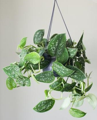 Satin Pothos Hanging - www.Greenie.ae Buy online Best and Healthy Plants and quality products guarantee in Dubai Plants Shop in Dubai Abu Dhabi all over UAE Plants near me Fresh Plants in Dubai where to buy plants in UAE - Greenie.ae