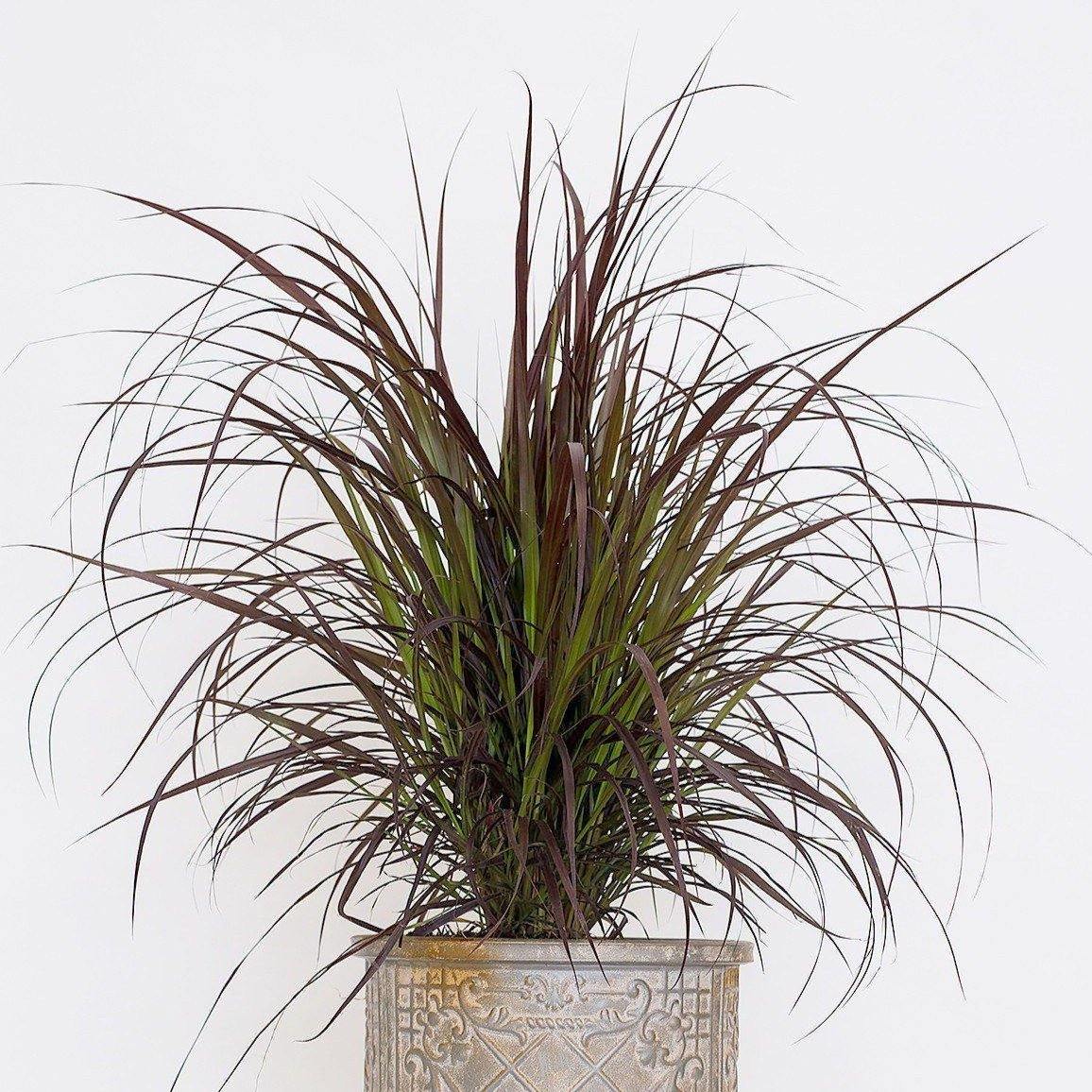 Pennisetum Rubrum, Purple Fountain Grass, African Fountain Grass, Tender Fountain Grass - www.Greenie.ae Buy online Best and Healthy Plants and quality products guarantee in Dubai Plants Shop in Dubai Abu Dhabi all over UAE Plants near me Fresh Plants in Dubai where to buy plants in UAE - Greenie.ae