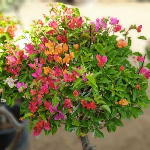 Bougainvillea Specimen Single Head - www.Greenie.ae Buy online Best and Healthy Plants and quality products guarantee in Dubai Plants Shop in Dubai Abu Dhabi all over UAE Plants near me Fresh Plants in Dubai where to buy plants in UAE - Greenie.ae