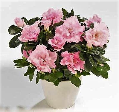 Azaleas, Rhododendron Simsii - www.Greenie.ae Buy online Best and Healthy Plants and quality products guarantee in Dubai Plants Shop in Dubai Abu Dhabi all over UAE Plants near me Fresh Plants in Dubai where to buy plants in UAE - Greenie.ae