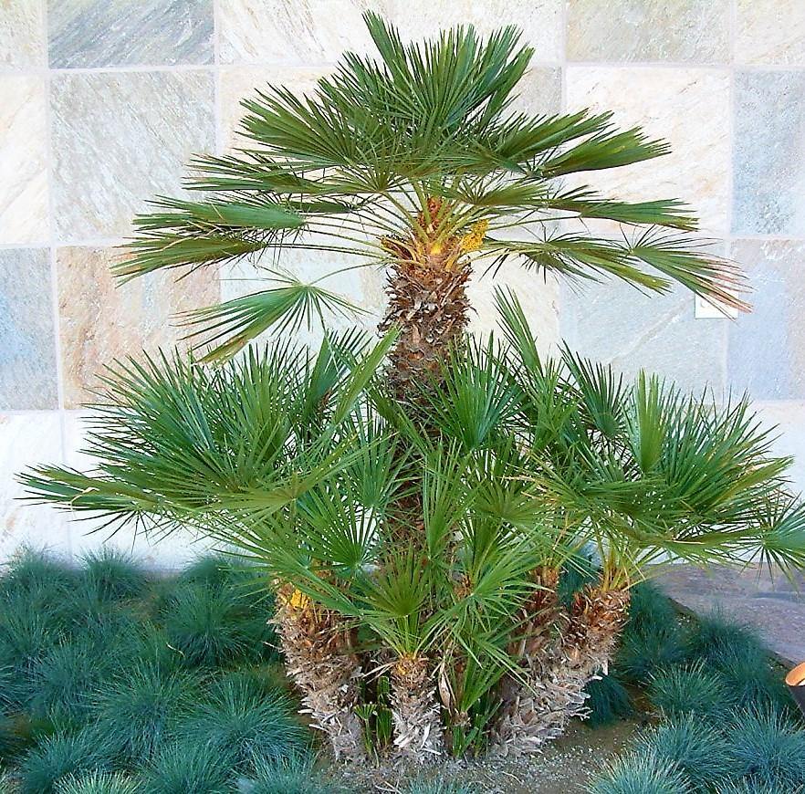 European Fan Palm, Chamaerops Humilis - www.Greenie.ae Buy online Best and Healthy Plants and quality products guarantee in Dubai Plants Shop in Dubai Abu Dhabi all over UAE Plants near me Fresh Plants in Dubai where to buy plants in UAE - Greenie.ae