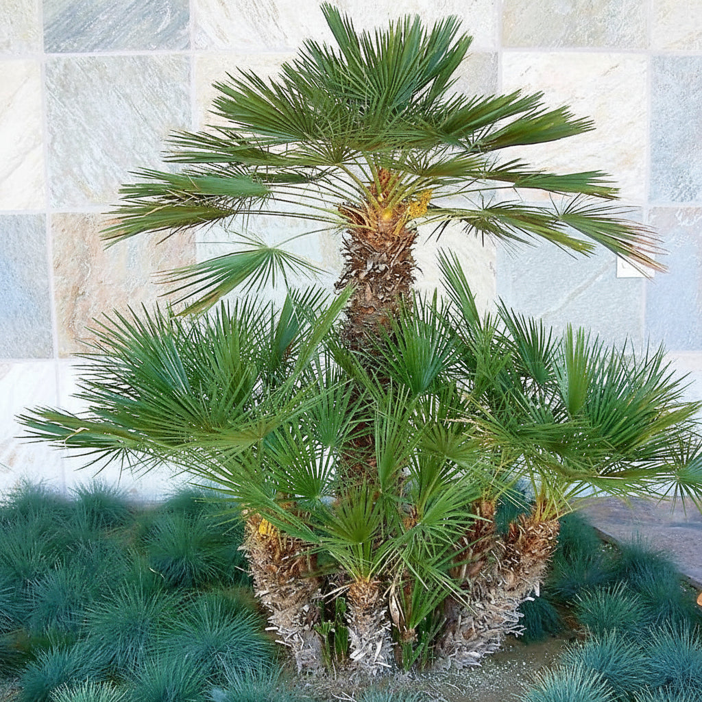 European Fan Palm, Chamaerops Humilis - www.Greenie.ae Buy online Best and Healthy Plants and quality products guarantee in Dubai Plants Shop in Dubai Abu Dhabi all over UAE Plants near me Fresh Plants in Dubai where to buy plants in UAE - Greenie.ae