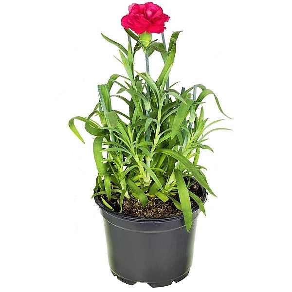 Dianthus Caryophyllus, Carnation (small) - www.Greenie.ae Buy online Best and Healthy Plants and quality products guarantee in Dubai Plants Shop in Dubai Abu Dhabi all over UAE Plants near me Fresh Plants in Dubai where to buy plants in UAE - Greenie.ae