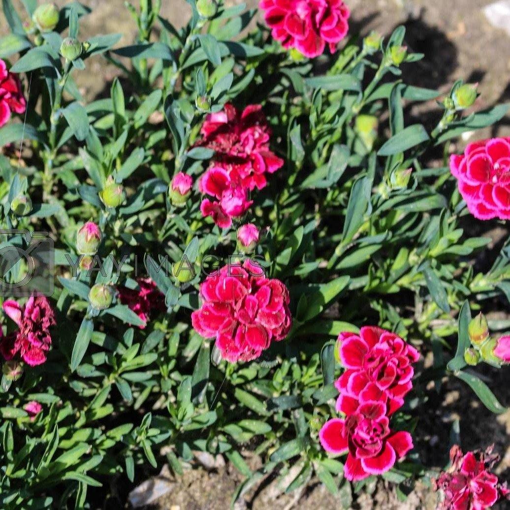 Dianthus Caryophyllus, Carnation (small) - www.Greenie.ae Buy online Best and Healthy Plants and quality products guarantee in Dubai Plants Shop in Dubai Abu Dhabi all over UAE Plants near me Fresh Plants in Dubai where to buy plants in UAE - Greenie.ae