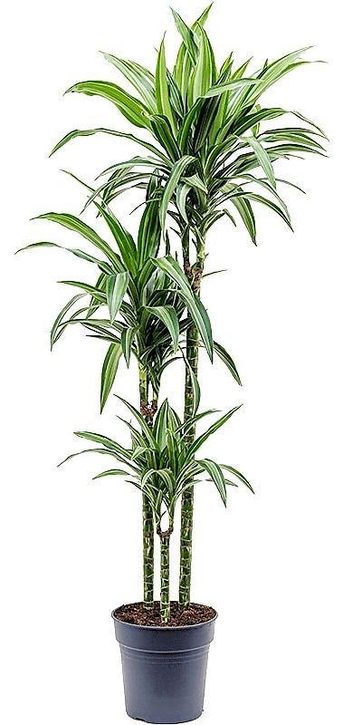 Dracaena Fragrans, Deremensis, Ulises, Ulysses - www.Greenie.ae Buy online Best and Healthy Plants and quality products guarantee in Dubai Plants Shop in Dubai Abu Dhabi all over UAE Plants near me Fresh Plants in Dubai where to buy plants in UAE - Greenie.ae