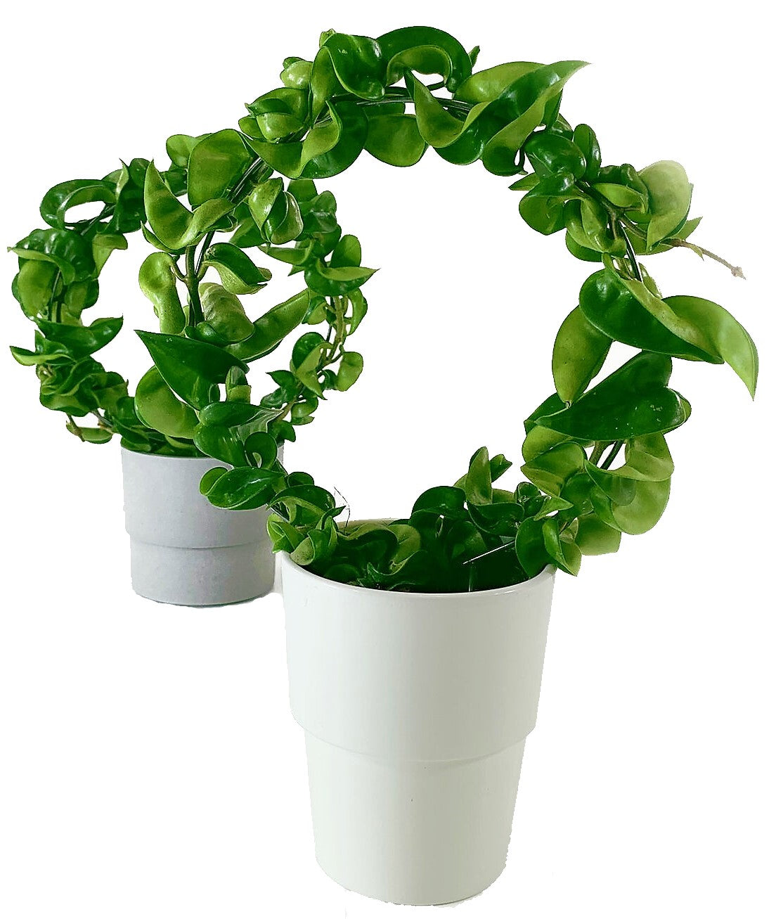 Rope Plant, Hoya Carnosa Compacta, Porcelain Flower - www.Greenie.ae Buy online Best and Healthy Plants and quality products guarantee in Dubai Plants Shop in Dubai Abu Dhabi all over UAE Plants near me Fresh Plants in Dubai where to buy plants in UAE - Greenie.ae
