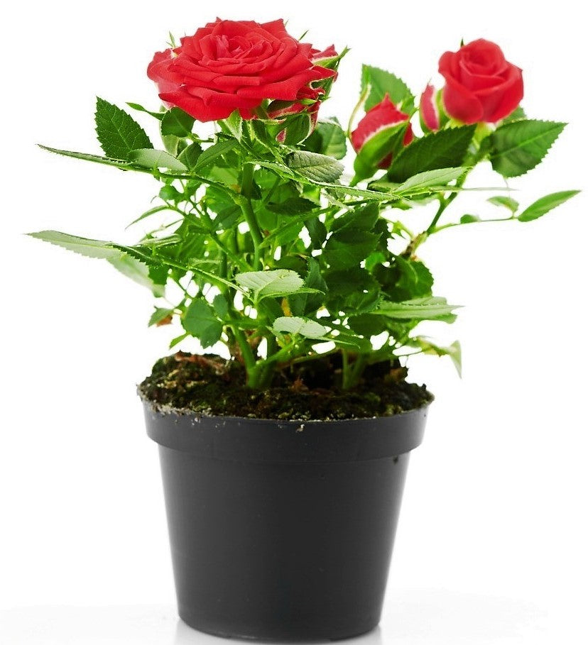 Rose Plant Indoor - www.Greenie.ae Buy online Best and Healthy Plants and quality products guarantee in Dubai Plants Shop in Dubai Abu Dhabi all over UAE Plants near me Fresh Plants in Dubai where to buy plants in UAE - Greenie.ae