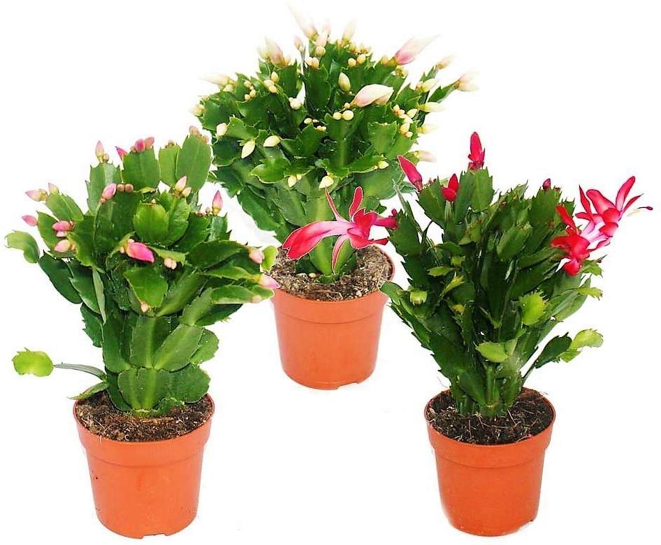 Christmas Cactus - www.Greenie.ae Buy online Best and Healthy Plants and quality products guarantee in Dubai Plants Shop in Dubai Abu Dhabi all over UAE Plants near me Fresh Plants in Dubai where to buy plants in UAE - Greenie.ae