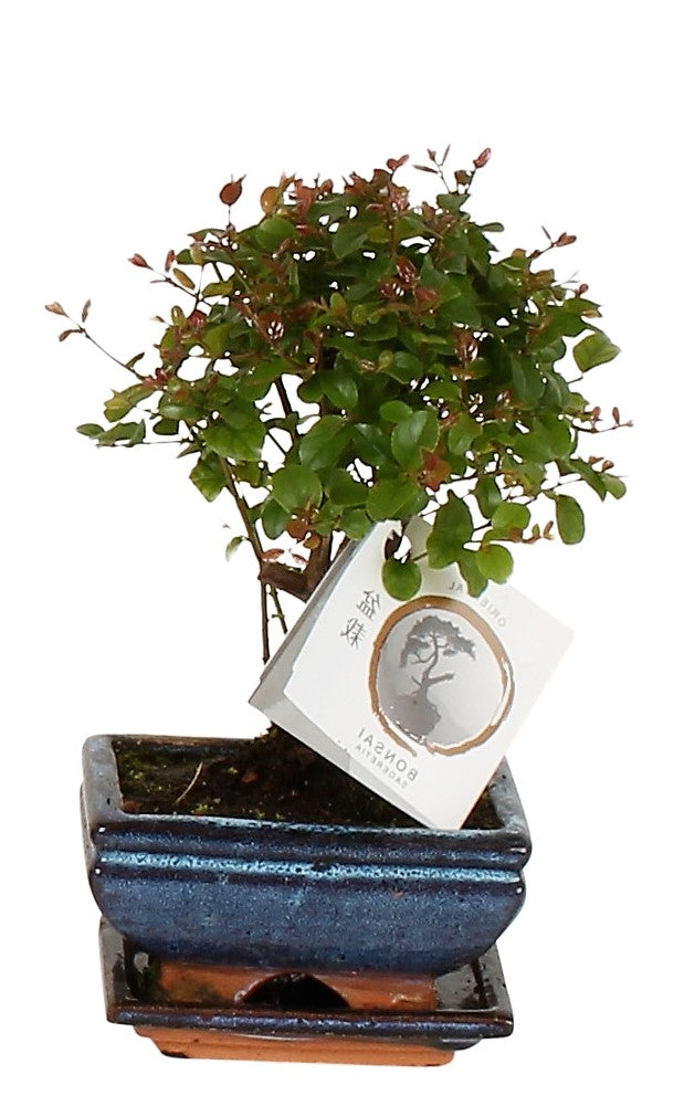 Mini Bonsai Mixed - www.Greenie.ae Buy online Best and Healthy Plants and quality products guarantee in Dubai Plants Shop in Dubai Abu Dhabi all over UAE Plants near me Fresh Plants in Dubai where to buy plants in UAE - Greenie.ae
