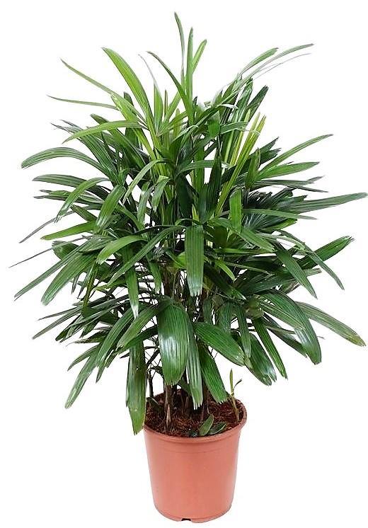 Lady Palm, Rhapis Excelsa, Miniature Fan Palm - www.Greenie.ae Buy online Best and Healthy Plants and quality products guarantee in Dubai Plants Shop in Dubai Abu Dhabi all over UAE Plants near me Fresh Plants in Dubai where to buy plants in UAE - Greenie.ae