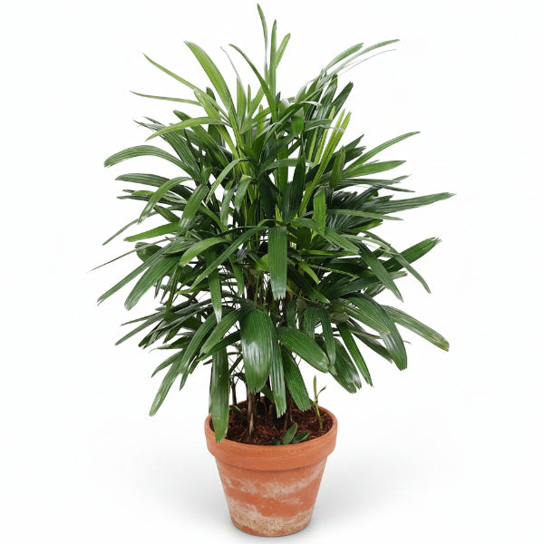 Lady Palm, Rhapis Excelsa, Miniature Fan Palm - www.Greenie.ae Buy online Best and Healthy Plants and quality products guarantee in Dubai Plants Shop in Dubai Abu Dhabi all over UAE Plants near me Fresh Plants in Dubai where to buy plants in UAE - Greenie.ae