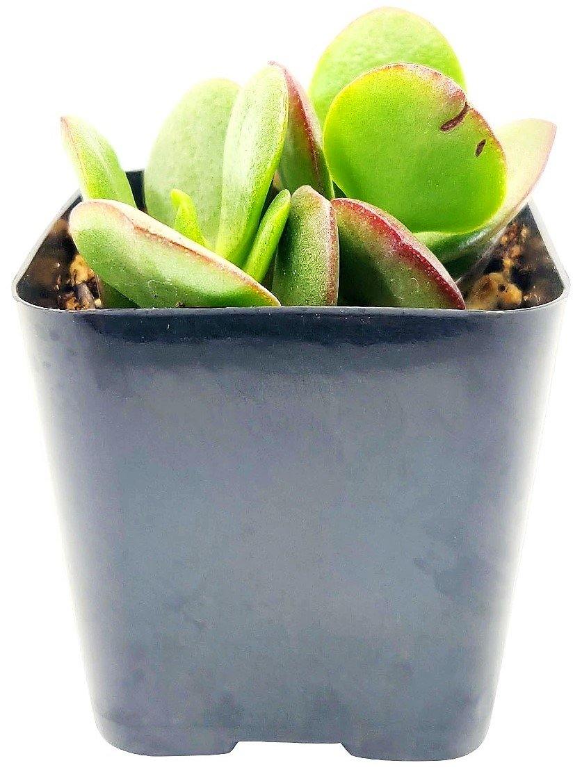Crassula ovata Mini, Dollar Plant, Jade Plant - www.Greenie.ae Buy online Best and Healthy Plants and quality products guarantee in Dubai Plants Shop in Dubai Abu Dhabi all over UAE Plants near me Fresh Plants in Dubai where to buy plants in UAE - Greenie.ae