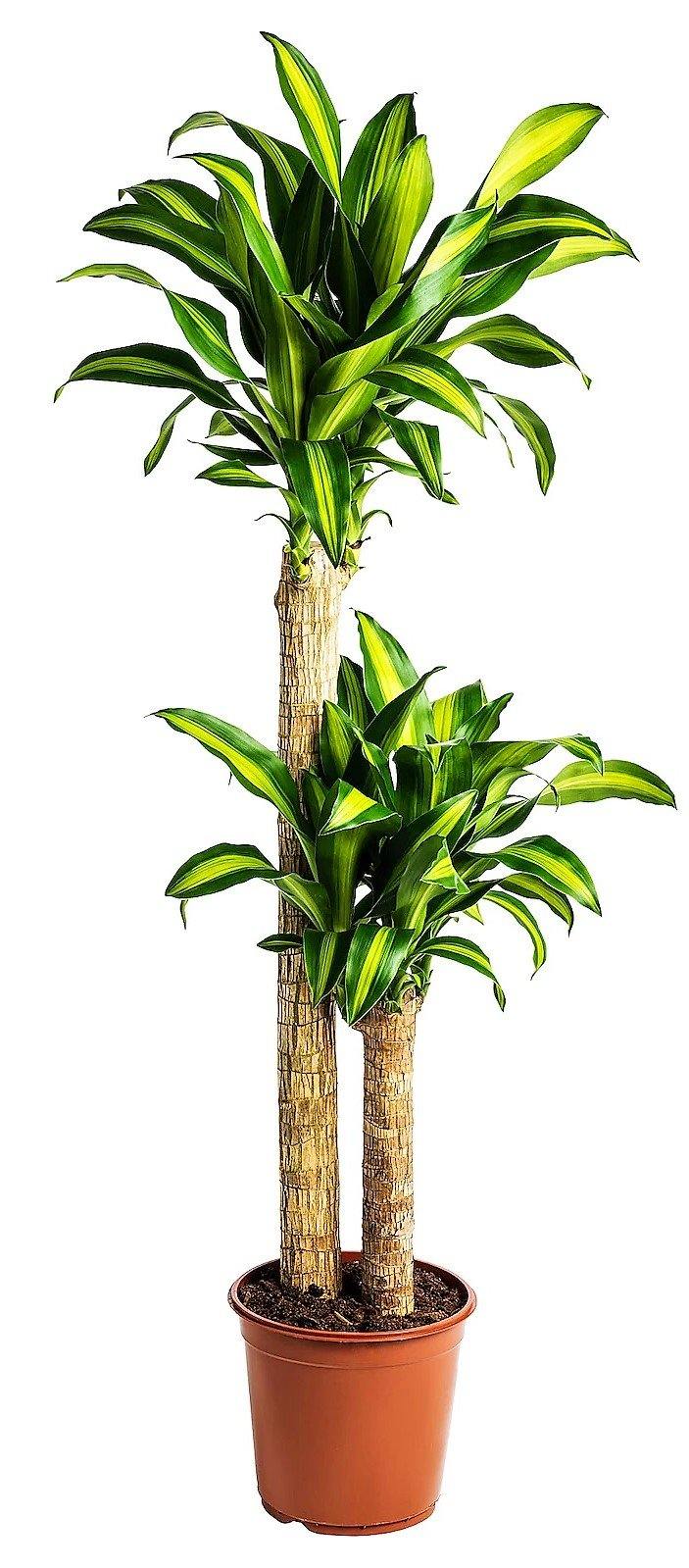 Dracaena Fragrans, Massangeana - www.Greenie.ae Buy online Best and Healthy Plants and quality products guarantee in Dubai Plants Shop in Dubai Abu Dhabi all over UAE Plants near me Fresh Plants in Dubai where to buy plants in UAE - Greenie.ae