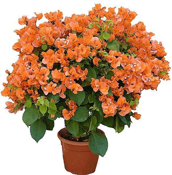 Bougainvillea Spectabilis Orange - www.Greenie.ae Buy online Best and Healthy Plants and quality products guarantee in Dubai Plants Shop in Dubai Abu Dhabi all over UAE Plants near me Fresh Plants in Dubai where to buy plants in UAE - Greenie.ae