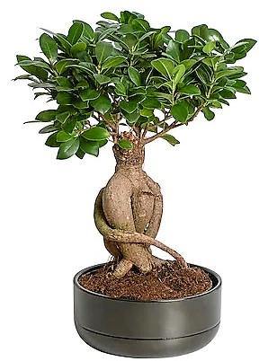 Ficus Ginseng Bonsai - www.Greenie.ae Buy online Best and Healthy Plants and quality products guarantee in Dubai Plants Shop in Dubai Abu Dhabi all over UAE Plants near me Fresh Plants in Dubai where to buy plants in UAE - Greenie.ae