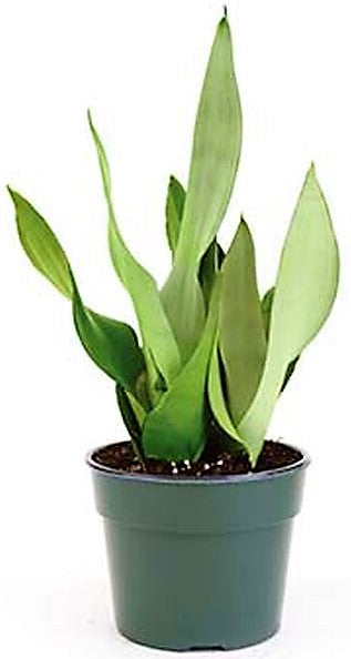 Snake Plant MoonShine, Sansevieria trifasciata - www.Greenie.ae Buy online Best and Healthy Plants and quality products guarantee in Dubai Plants Shop in Dubai Abu Dhabi all over UAE Plants near me Fresh Plants in Dubai where to buy plants in UAE - Greenie.ae