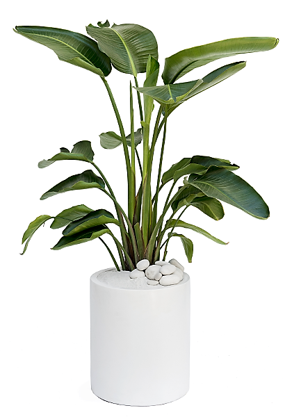 Bird of Paradise, Strelitzia Nicolai - www.Greenie.ae Buy online Best and Healthy Plants and quality products guarantee in Dubai Plants Shop in Dubai Abu Dhabi all over UAE Plants near me Fresh Plants in Dubai where to buy plants in UAE - Greenie.ae