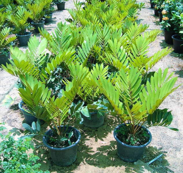 Cardboard Palm, Zamia Furfuracea - www.Greenie.ae Buy online Best and Healthy Plants and quality products guarantee in Dubai Plants Shop in Dubai Abu Dhabi all over UAE Plants near me Fresh Plants in Dubai where to buy plants in UAE - Greenie.ae