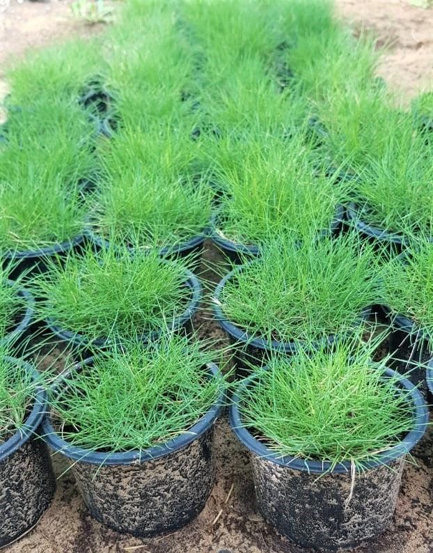 Zoysia Japonica, Korean Lawn Grass - www.Greenie.ae Buy online Best and Healthy Plants and quality products guarantee in Dubai Plants Shop in Dubai Abu Dhabi all over UAE Plants near me Fresh Plants in Dubai where to buy plants in UAE - Greenie.ae