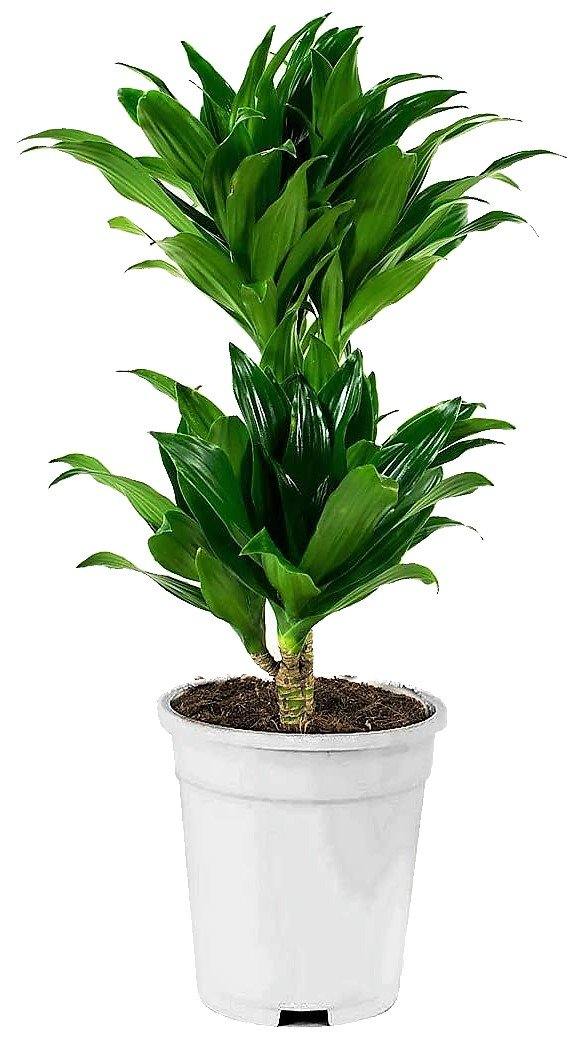 Dracaena Fragrans, Compacta - www.Greenie.ae Buy online Best and Healthy Plants and quality products guarantee in Dubai Plants Shop in Dubai Abu Dhabi all over UAE Plants near me Fresh Plants in Dubai where to buy plants in UAE - Greenie.ae