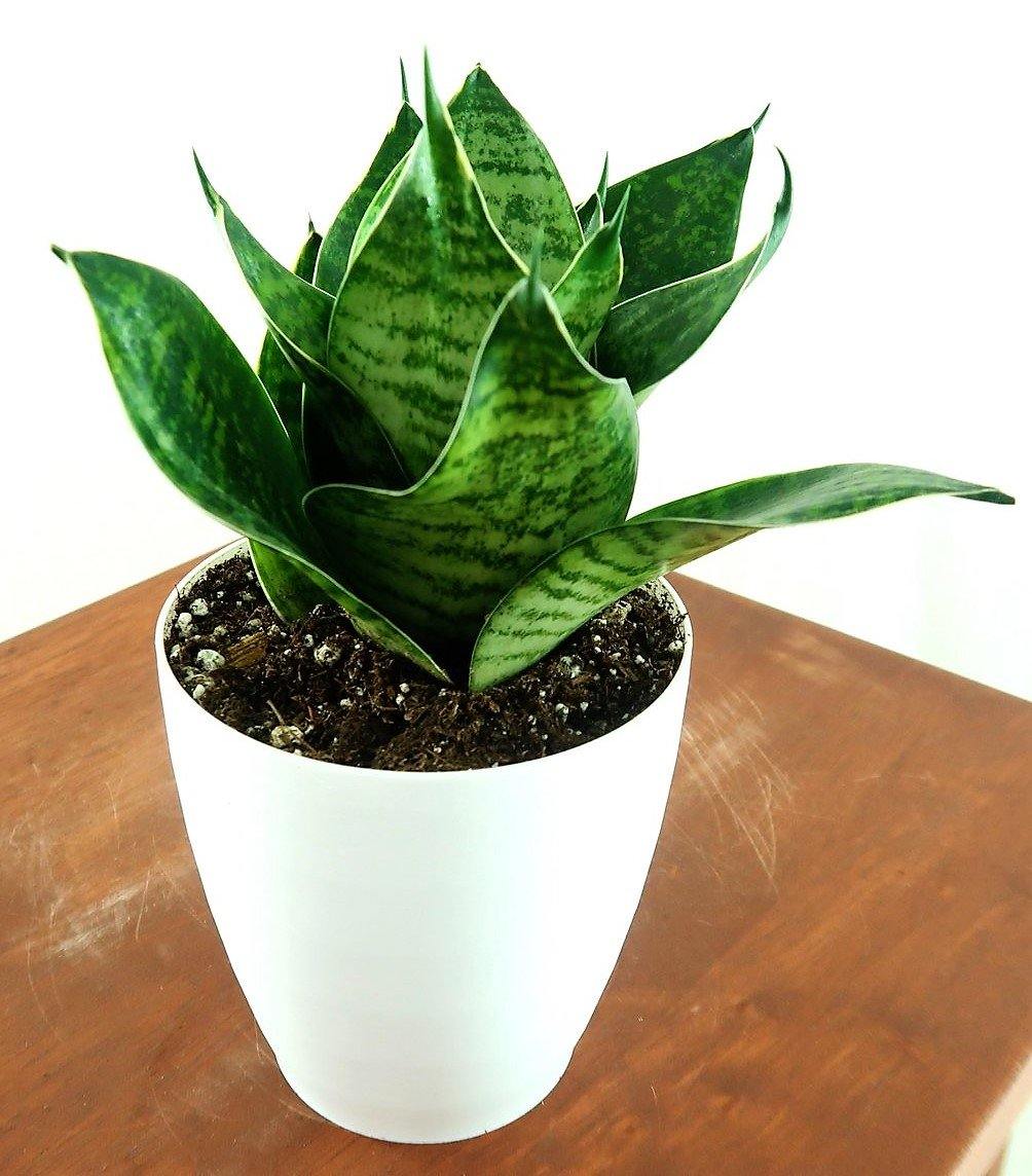 Birds Nest Snake, hahnii, Sansevieria Trifasciata Hahnii - www.Greenie.ae Buy online Best and Healthy Plants and quality products guarantee in Dubai Plants Shop in Dubai Abu Dhabi all over UAE Plants near me Fresh Plants in Dubai where to buy plants in UAE - Greenie.ae