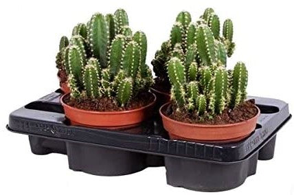 Peruvian Cactus, Cereus Peruvianus - www.Greenie.ae Buy online Best and Healthy Plants and quality products guarantee in Dubai Plants Shop in Dubai Abu Dhabi all over UAE Plants near me Fresh Plants in Dubai where to buy plants in UAE - Greenie.ae