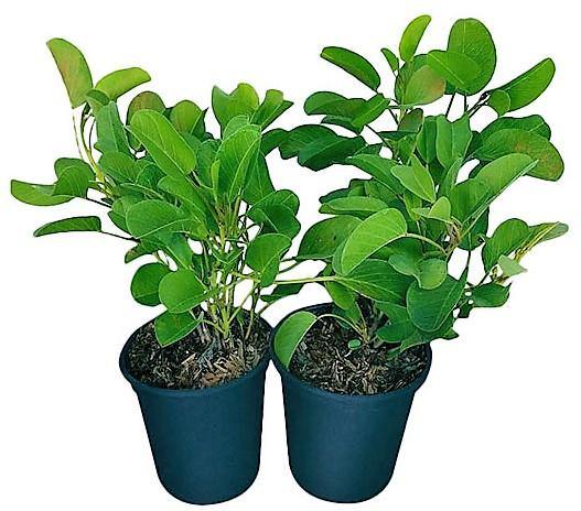 Ipomoea Pes-Caprae, Railroad Vine or Railway Creeper - www.Greenie.ae Buy online Best and Healthy Plants and quality products guarantee in Dubai Plants Shop in Dubai Abu Dhabi all over UAE Plants near me Fresh Plants in Dubai where to buy plants in UAE - Greenie.ae