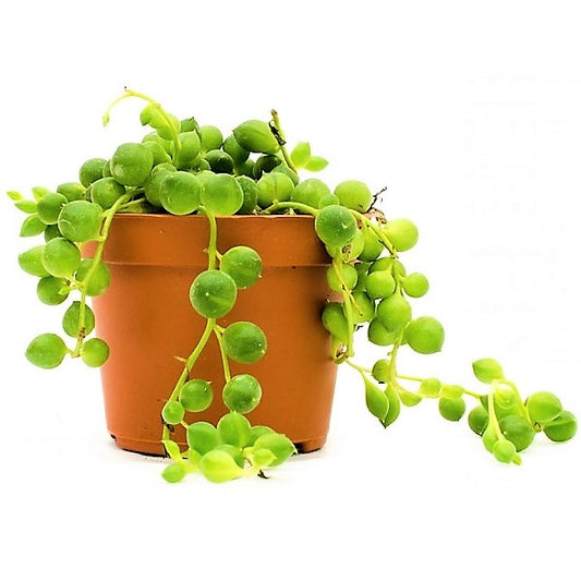 String of Pearls, Senecio Rowleyanus - www.Greenie.ae Buy online Best and Healthy Plants and quality products guarantee in Dubai Plants Shop in Dubai Abu Dhabi all over UAE Plants near me Fresh Plants in Dubai where to buy plants in UAE - Greenie.ae
