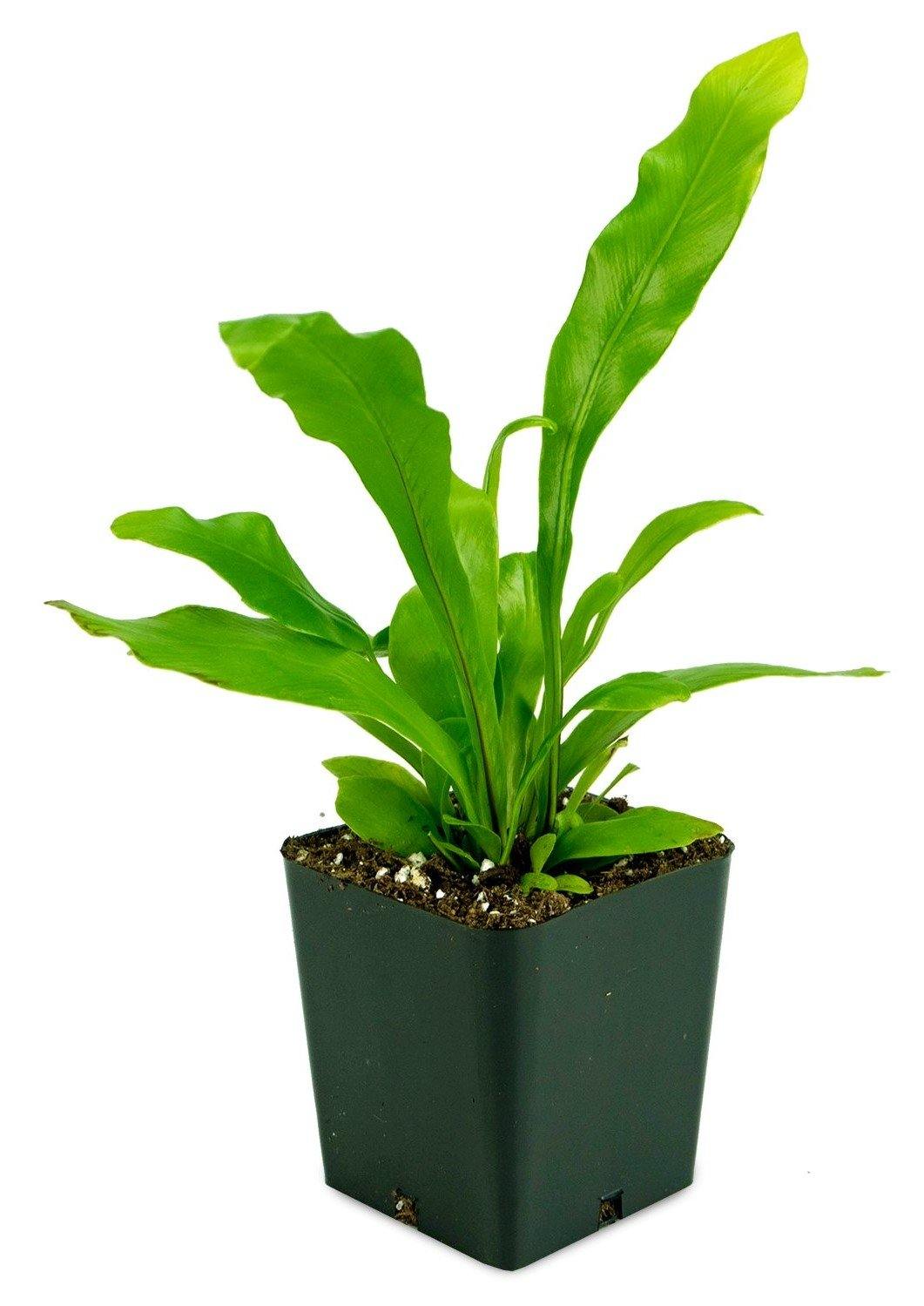 Bird’s Nest Fern, Asplenium Nidus - www.Greenie.ae Buy online Best and Healthy Plants and quality products guarantee in Dubai Plants Shop in Dubai Abu Dhabi all over UAE Plants near me Fresh Plants in Dubai where to buy plants in UAE - Greenie.ae