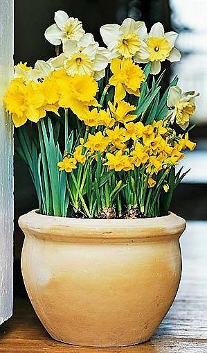 Daffodil, Narcissus - www.Greenie.ae Buy online Best and Healthy Plants and quality products guarantee in Dubai Plants Shop in Dubai Abu Dhabi all over UAE Plants near me Fresh Plants in Dubai where to buy plants in UAE - Greenie.ae