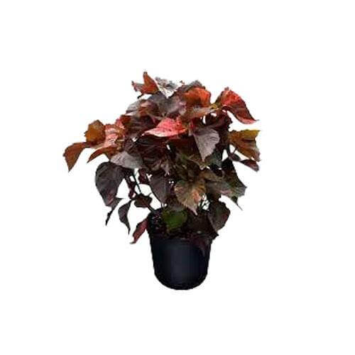 Acalypha wilkesiana, Tri Color - www.Greenie.ae Buy online Best and Healthy Plants and quality products guarantee in Dubai Plants Shop in Dubai Abu Dhabi all over UAE Plants near me Fresh Plants in Dubai where to buy plants in UAE - Greenie.ae