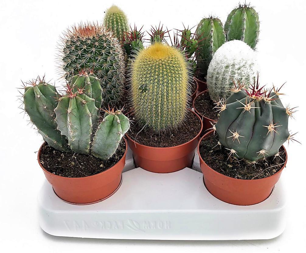 Cactus Mix - www.Greenie.ae Buy online Best and Healthy Plants and quality products guarantee in Dubai Plants Shop in Dubai Abu Dhabi all over UAE Plants near me Fresh Plants in Dubai where to buy plants in UAE - Greenie.ae