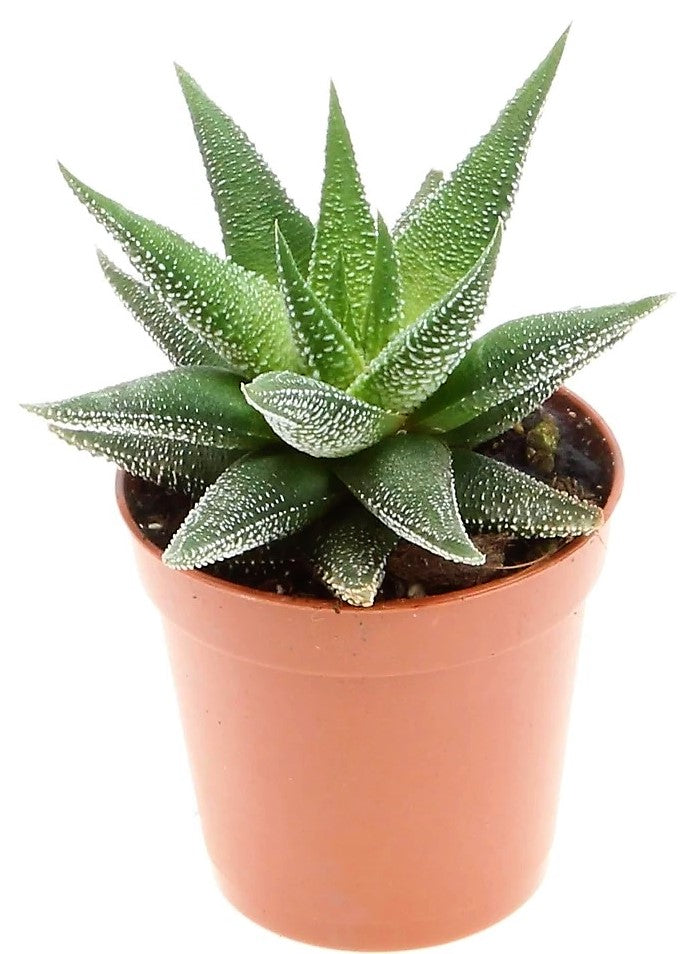 Zebra Cactus, Haworthia Fasciata Concolor - www.Greenie.ae Buy online Best and Healthy Plants and quality products guarantee in Dubai Plants Shop in Dubai Abu Dhabi all over UAE Plants near me Fresh Plants in Dubai where to buy plants in UAE - Greenie.ae