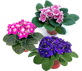African Violets, Saintpaulia - www.Greenie.ae Buy online Best and Healthy Plants and quality products guarantee in Dubai Plants Shop in Dubai Abu Dhabi all over UAE Plants near me Fresh Plants in Dubai where to buy plants in UAE - Greenie.ae