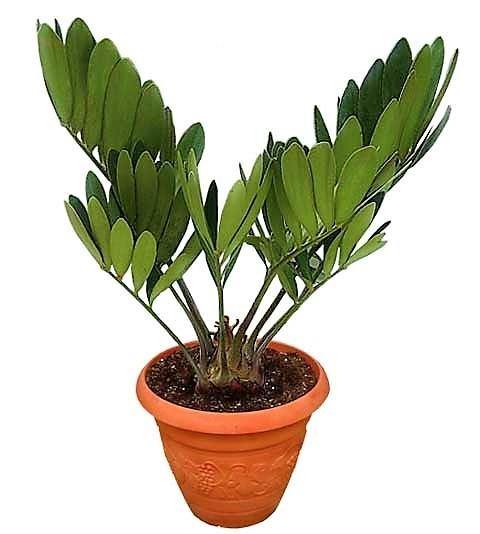 Cardboard Palm, Zamia Furfuracea - www.Greenie.ae Buy online Best and Healthy Plants and quality products guarantee in Dubai Plants Shop in Dubai Abu Dhabi all over UAE Plants near me Fresh Plants in Dubai where to buy plants in UAE - Greenie.ae