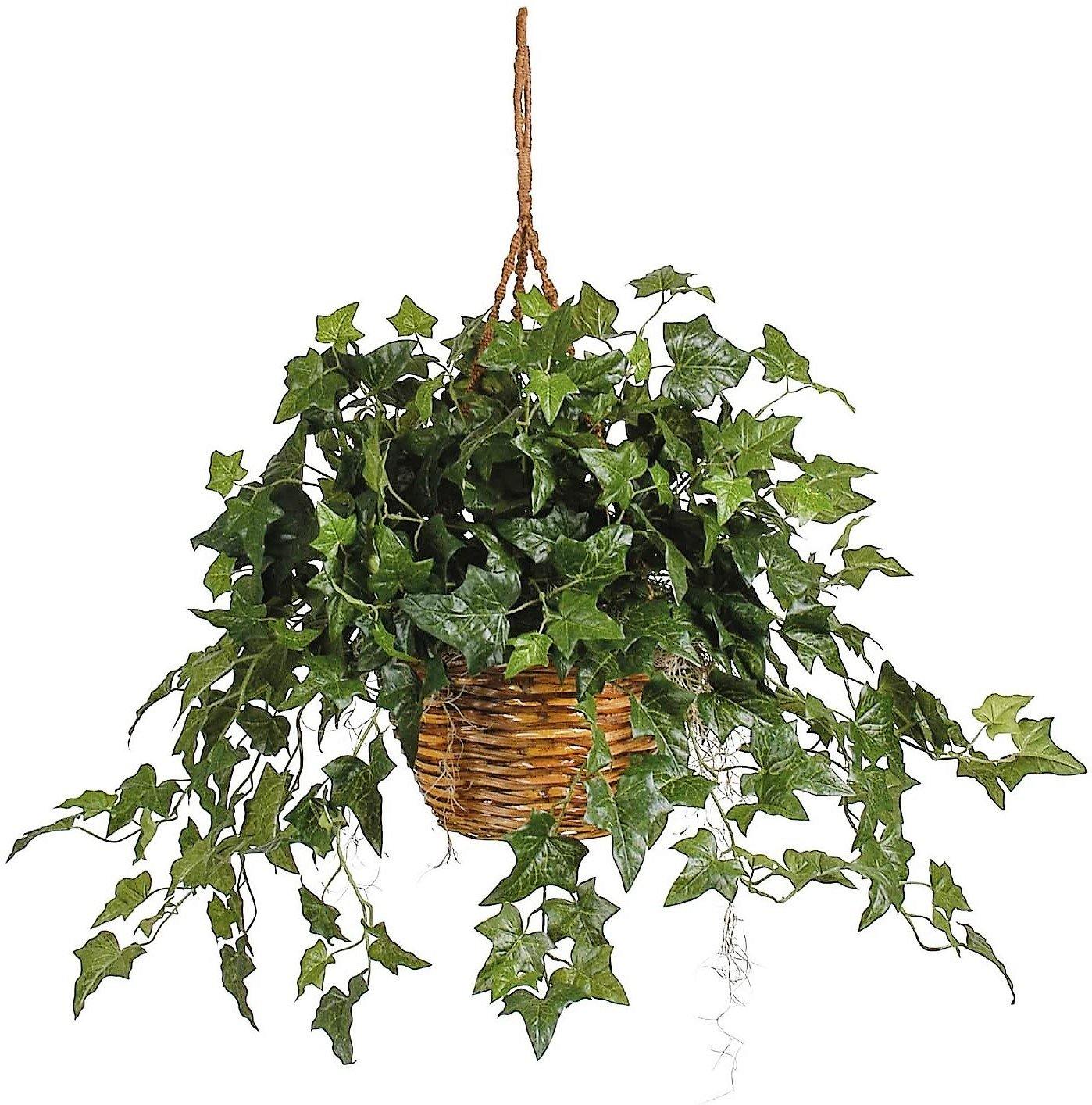 Hedera helix, English Ivy - www.Greenie.ae Buy online Best and Healthy Plants and quality products guarantee in Dubai Plants Shop in Dubai Abu Dhabi all over UAE Plants near me Fresh Plants in Dubai where to buy plants in UAE - Greenie.ae