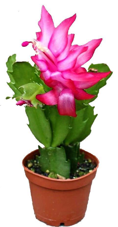 Christmas Cactus - www.Greenie.ae Buy online Best and Healthy Plants and quality products guarantee in Dubai Plants Shop in Dubai Abu Dhabi all over UAE Plants near me Fresh Plants in Dubai where to buy plants in UAE - Greenie.ae