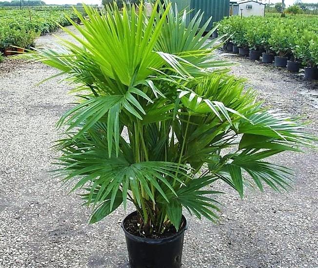 Chinese Fan Palm, Livistona Chinensis, Fountain Palm - www.Greenie.ae Buy online Best and Healthy Plants and quality products guarantee in Dubai Plants Shop in Dubai Abu Dhabi all over UAE Plants near me Fresh Plants in Dubai where to buy plants in UAE - Greenie.ae