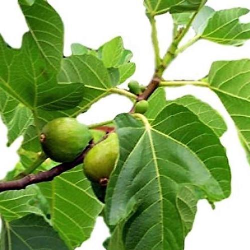 Fig Tree, Ficus Carica - www.Greenie.ae Buy online Best and Healthy Plants and quality products guarantee in Dubai Plants Shop in Dubai Abu Dhabi all over UAE Plants near me Fresh Plants in Dubai where to buy plants in UAE - Greenie.ae